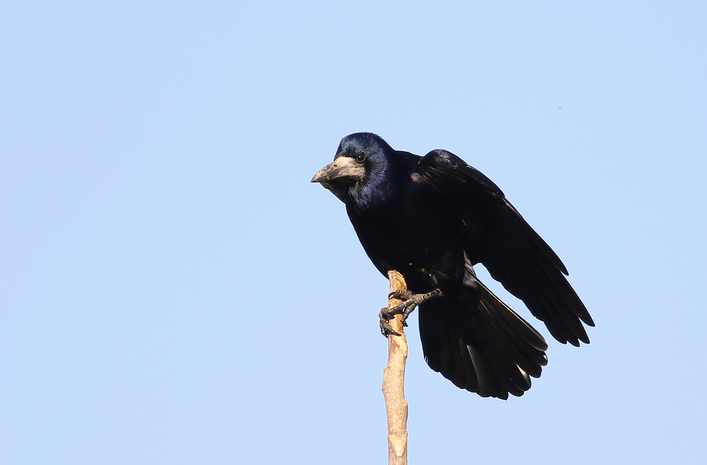 Rook